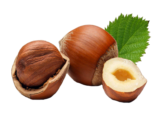 Bontosa Hazelnut fruit